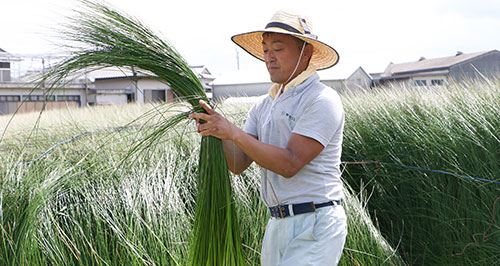 野村畳店の熊本県でのい草収穫体験